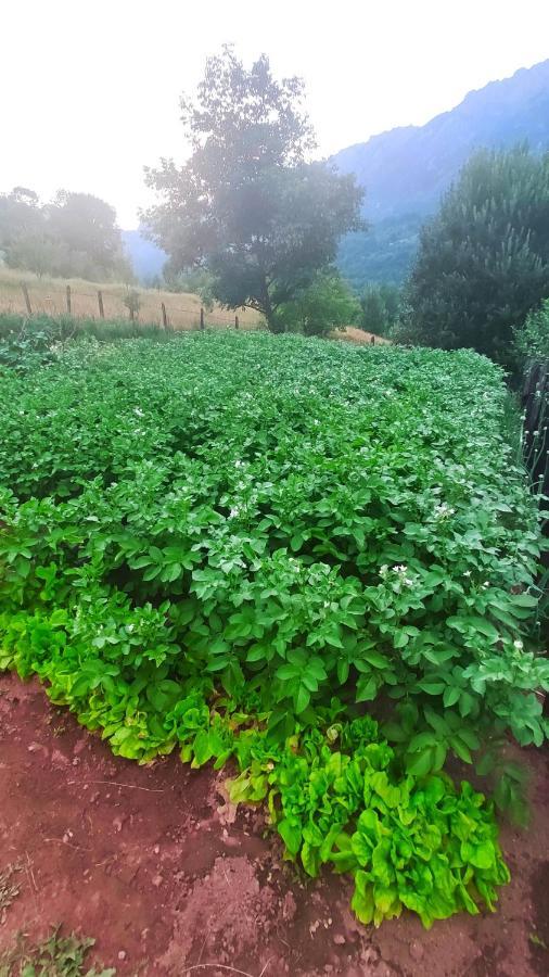 Privatni Smjestaj "Mratinje" Pension Plužine Buitenkant foto